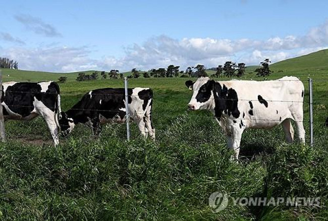 미국 농장의 소들