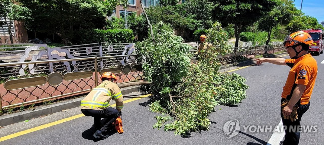 강풍에 꺾인 나무 ※사진은 기사 내용과 직접적인 관련 없음