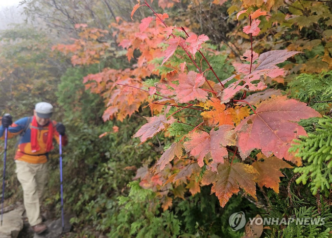 붉게 물들어가는 설악산 단풍