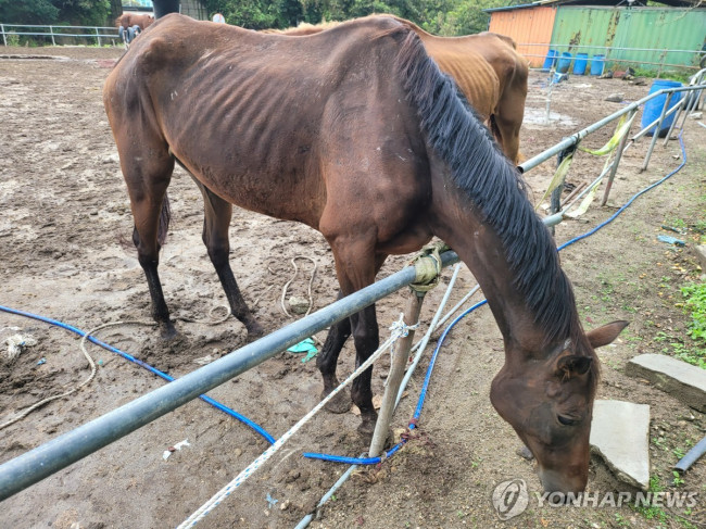 A씨 목장에서 발견된 갈비뼈가 앙상한 말