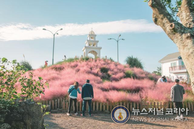 허브동산 핑크뮬리 종탑