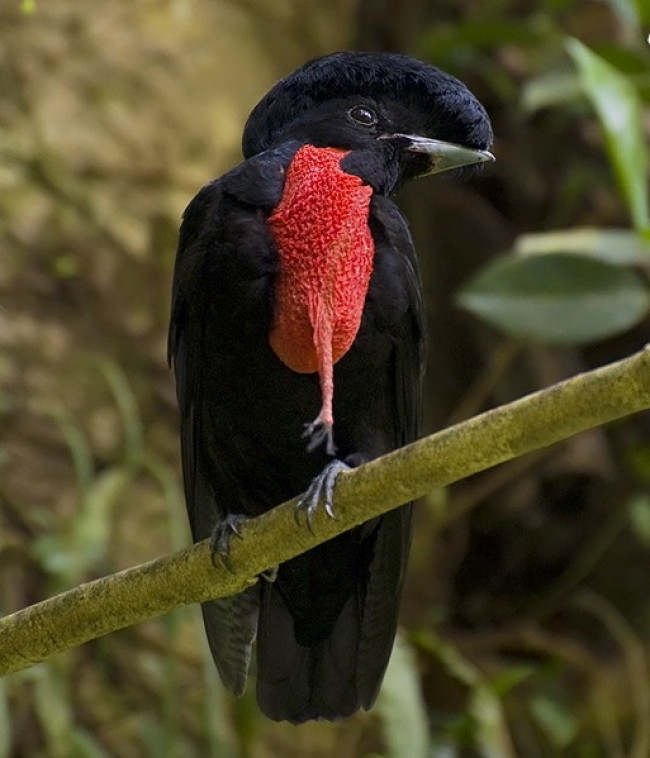 멸종 위기 조류 민목우산새(Bare-necked umbrellabird)