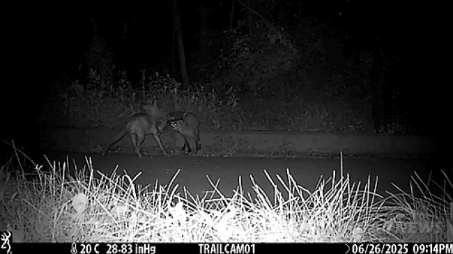 고라니 새끼를 사냥하는 여우