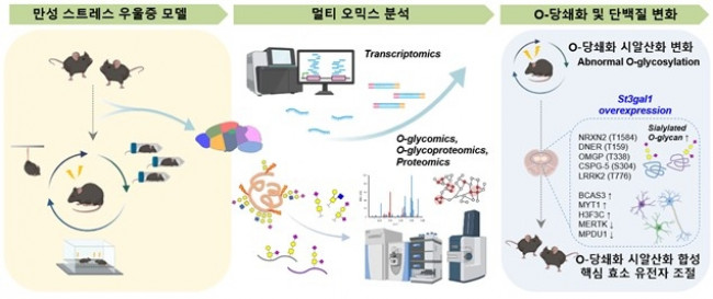 우울증 모델에서 뇌 당쇄화 변화 연구 