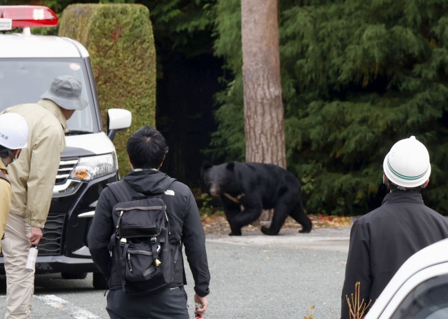 마을 습격 곰에 日 피해 급증…6개월여간 172명 사상